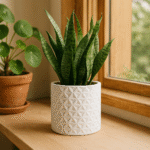 20250425 1032 stylish plant display remix 01jsnxqppnf0qt0j5f73shjfjx